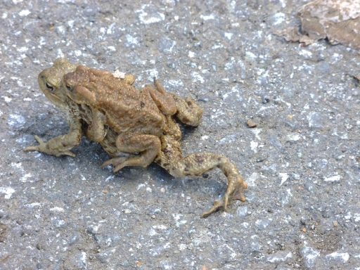 Min-Geo Auch die Krötenwanderung durften wir erleben